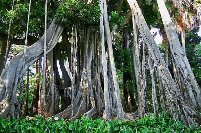 823 Estudio Con Terraza Martianez アパート *